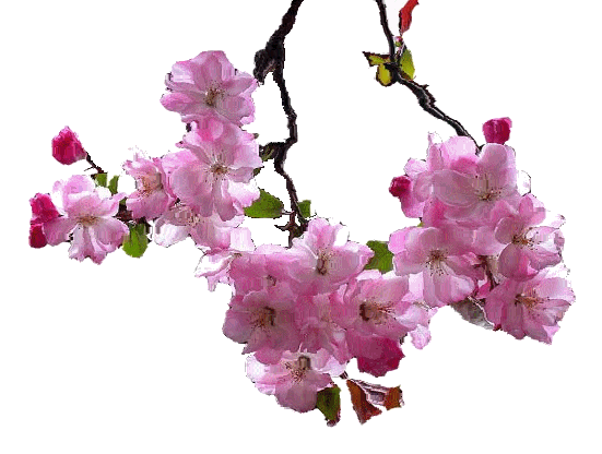 水中花